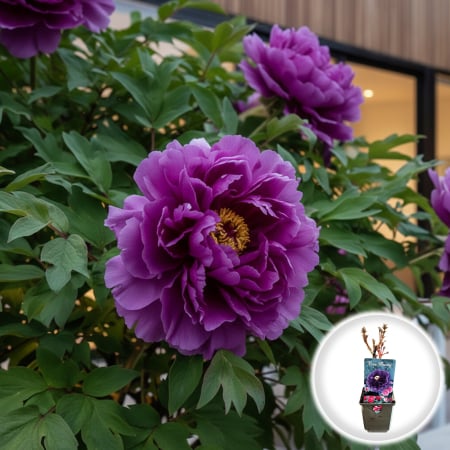 Bulbi de Flori - bujor-arborescent-wu-long-peng-sheng-paeonia-suffruticosa-pepiniera-sibiu