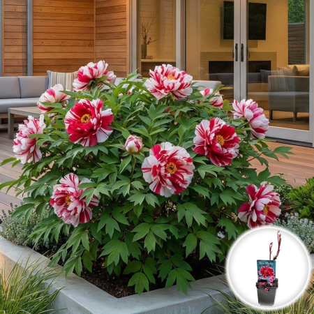 Bulbi de Bujori - paeonia-suffruticosa-shimanishiki-bujor-arborescent-bicolor-pepiniera-sibiu