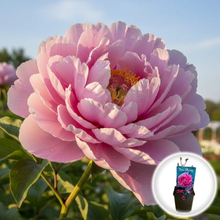 Bulbi de Flori - bujor-arborescent-beautiful-pink-paeonia-suffruticosa-pepiniera-sibiu