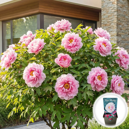 Bulbi de Bujori - bujor-arborescent-rou-fu-rong-roz-tree-peony-pepiniera-sibiu