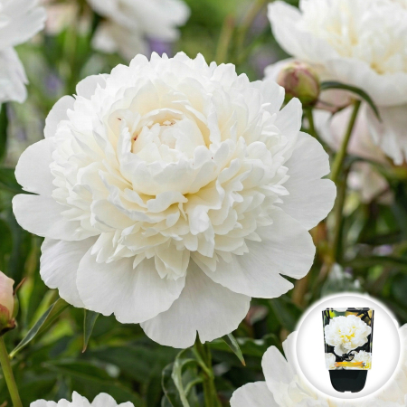 Bulbi de Bujori - paeonia-lactiflora-duchesse-de-nemours-bujor-alb-pepiniera-sibiu