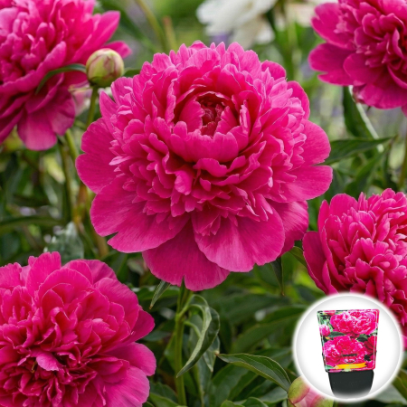 Bulbi de Bujori - paeonia-lactiflora-fiona-bujor-roz-pepiniera-sibiu