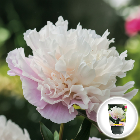 Bulbi de Bujori - Paeonia lactiflora Alertie Bujor Erbaceu Roz Pal Ghiveci Pepiniera Sibiu