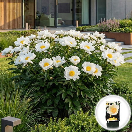 Paeonia lactiflora Krinkled White Bujor Erbaceu Alb Ghiveci Pepiniera Sibiu [1]