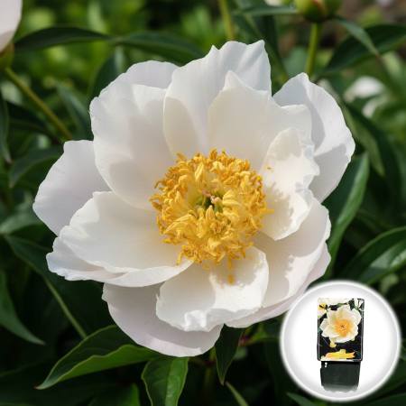 Bulbi de Bujori - Paeonia lactiflora Krinkled White Bujor Erbaceu Alb Ghiveci Pepiniera Sibiu