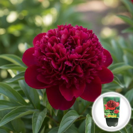Bulbi de Bujori - Paeonia lactiflora Red Charm Bujor Erbaceu Rosu Inchis Ghiveci Pepiniera Sibiu