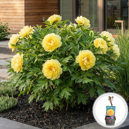 bujor-arborescent-golden-yellow-paeonia-suffruticosa-galben-pepiniera-sibiu [1]