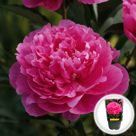 Bulbi de Bujori - Paeonia lactiflora Edulis Superba Bujor Erbaceu Roz Parfumat Ghiveci Pepiniera Sibiu