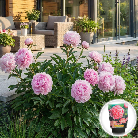 Seminte și Bulbi - bujor-sarah-bernhardt-paeonia-lactiflora-roz-pepiniera-sibiu