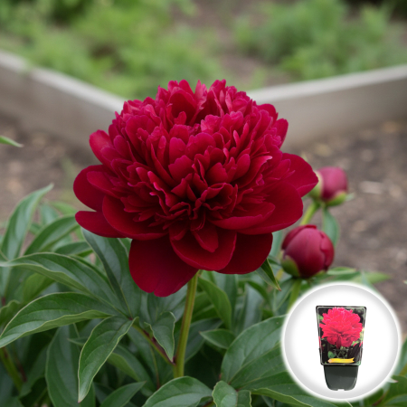 Bulbi de Bujori - Paeonia lactiflora Inspecteur Lavergne Bujor Erbaceu Rosu Ghiveci Pepiniera Sibiu.