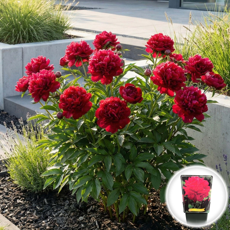 Paeonia lactiflora Inspecteur Lavergne Bujor Erbaceu Rosu Ghiveci Pepiniera Sibiu. [1]