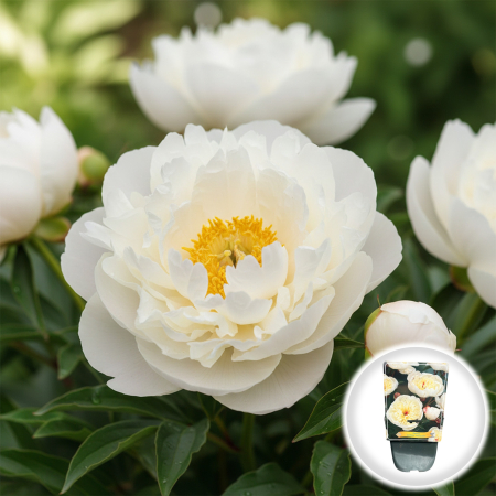 Bulbi de Bujori - Paeonia lactiflora Immaculee Bujor Erbaceu Alb Dublu Ghiveci Pepiniera Sibiu