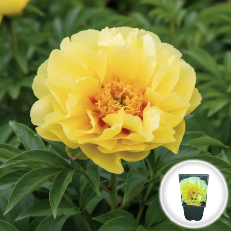 Bulbi de Bujori - bujor-itoh-bartzella-galben-paeonia-hybrid-pepiniera-sibiu