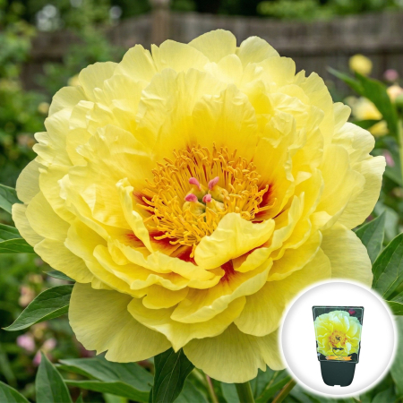 Bulbi de Bujori - bujor-itoh-bartzella-galben-paeonia-hybrid-pepiniera-sibiu