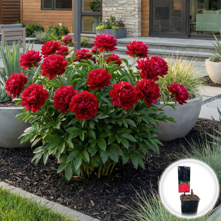 bujor-felix-crousse-paeonia-lactiflora-rosu-pepiniera-sibiu [1]