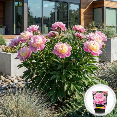 bujor-sorbet-paeonia-lactiflora-roz-crem-pepiniera-sibiu [1]