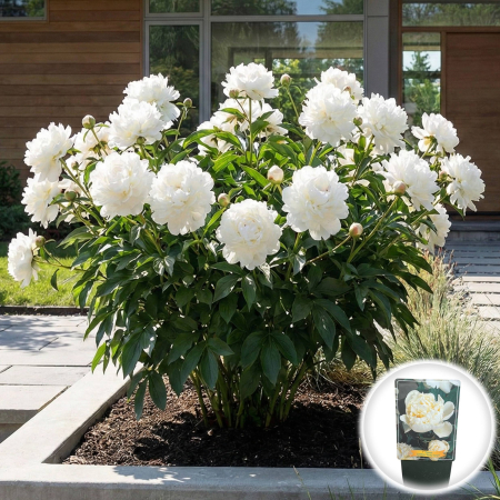 bujor-shirley-temple-alb-roz-paeonia-lactiflora-pepiniera-sibiu [1]