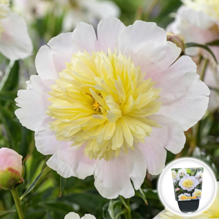 Bulbi de Bujori - bujor-paeonia-lactiflora-primevere-alb-galben-pepiniera-sibiu