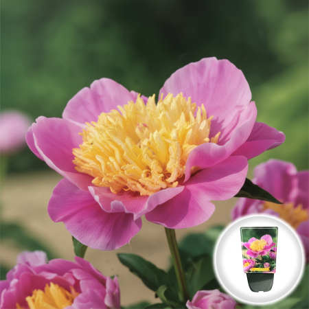 Bulbi de Bujori - Paeonia lactiflora Bowl of Beauty Bujor Erbaceu Roz si Galben Ghiveci Pepiniera Sibiu