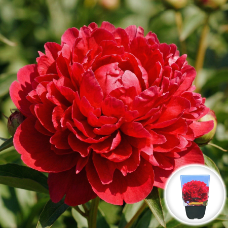 Bulbi de Bujori - bujor-red-sarah-bernhardt-paeonia-lactiflora-pepiniera-sibiu