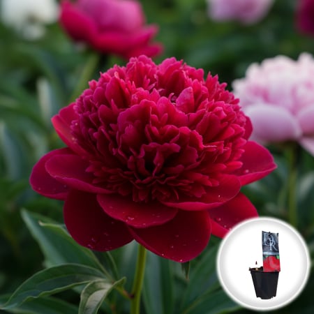 Bulbi de Flori - bujor-felix-crousse-paeonia-lactiflora-rosu-pepiniera-sibiu