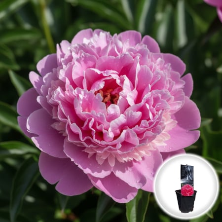 Bulbi de Bujori - bujor-paeonia-alexander-fleming-roz-parfumat-pepiniera-sibiu