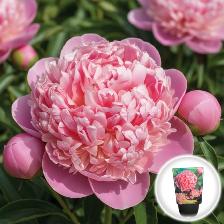 Bulbi de Flori - bujor-sarah-bernhardt-paeonia-lactiflora-roz-pepiniera-sibiu