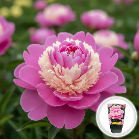 Bulbi de Bujori - bujor-sorbet-paeonia-lactiflora-roz-crem-pepiniera-sibiu