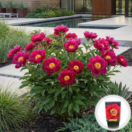 Paeonia lactiflora Eventide Bujor Erbaceu Rosu Ghiveci Pepiniera Sibiu. [1]