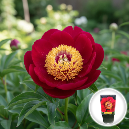 Bulbi de Bujori - Paeonia lactiflora Eventide Bujor Erbaceu Rosu Ghiveci Pepiniera Sibiu.