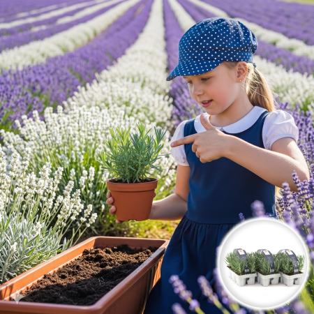 Flori Gradina si Balcon - lavandula-angustifolia-white-lavanda-flori-albe-pepiniera-sibiu