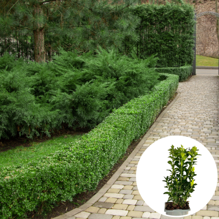 Plante Decorative - Buxus - 20-30cm (2L)