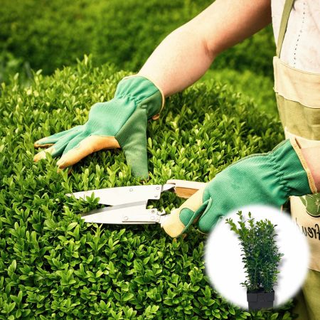 Buxus - Buxus - 40cm (2L)