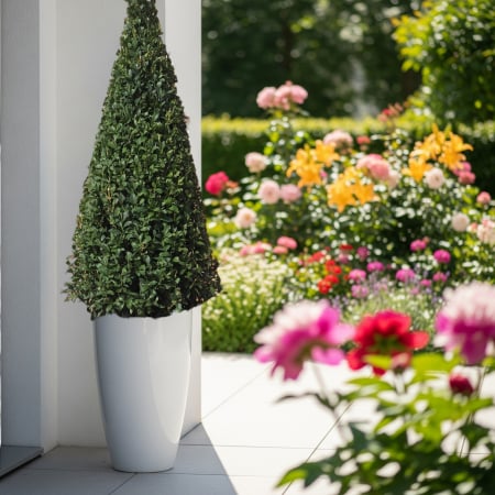 Buxus - Buxus - Piramidal (80cm)
