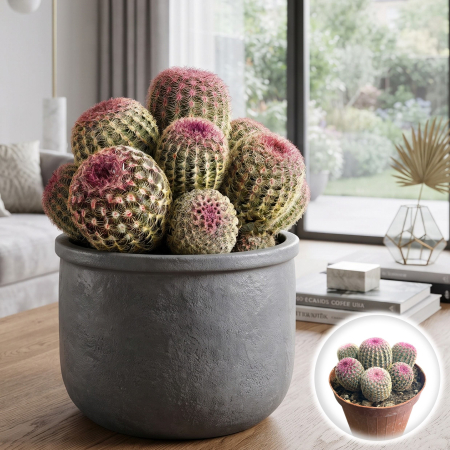 Echinocactus - echinocereus-rubrispinus-cactus-spini-roz-pepiniera-sibiu