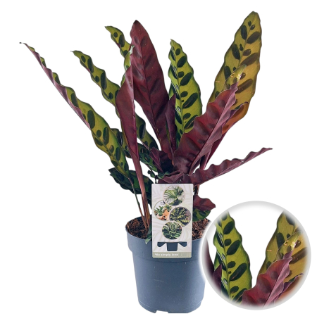 Calathea lancifolia planta paun interior ghiveci Pepiniera Sibiu [1]