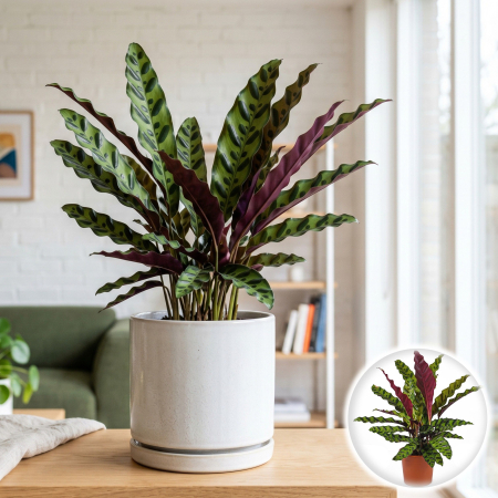 Plante Interior - Calathea lancifolia planta paun interior ghiveci Pepiniera Sibiu