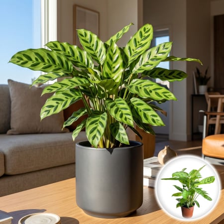 Calathea - calathea-leopardina-planta-interior-frunze-decorative-pepiniera-sibiu