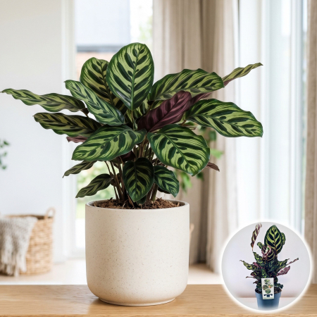 Plante Interior - Calathea makoyana planta interior model paun ghiveci 14cm Pepiniera Sibiu