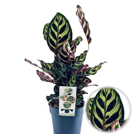 Calathea makoyana planta interior model paun ghiveci 14cm Pepiniera Sibiu [1]