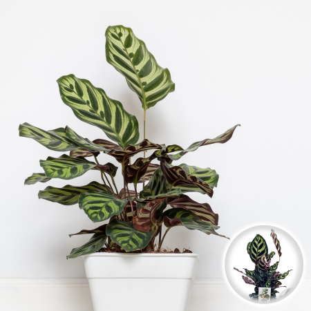 Calathea - Makoyana 45cm+ - 2L [2]