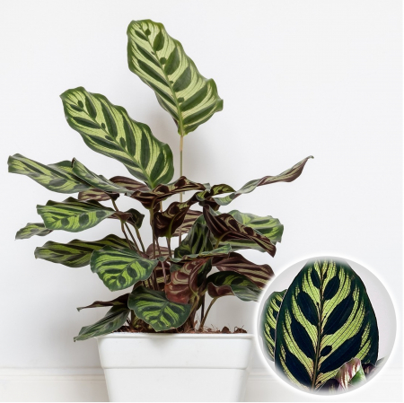 Calathea - Calathea - Makoyana 45cm+ - 2L