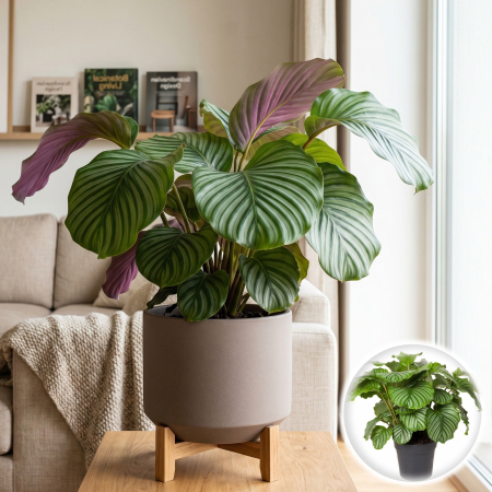 Plante Interior - Calathea orbifolia planta interior frunze rotunde mari ghiveci 14cm Pepiniera Sibiu.