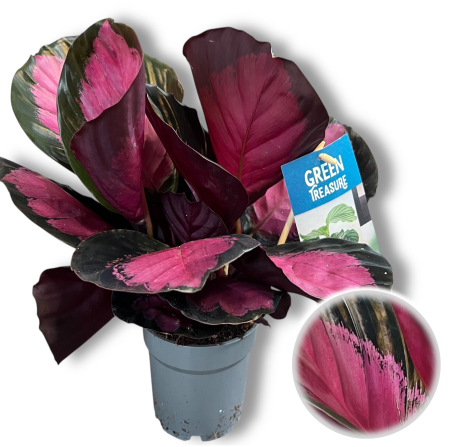 Calathea - Calathea - Roseopicta - 35cm