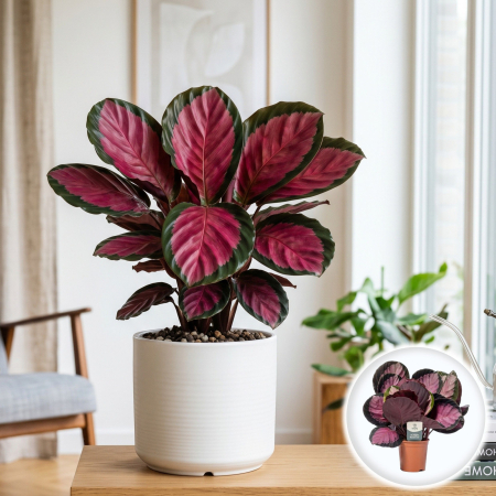 Plante Interior - Calathea roseopicta Crimson planta interior frunze roz ghiveci 14cm Pepiniera Sibiu
