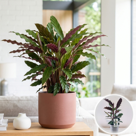 Plante Interior - Calathea rufibarba planta interior catifelata ghiveci Pepiniera Sibiu