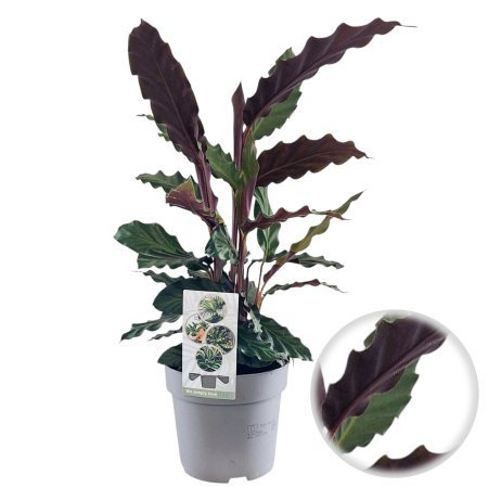 Calathea rufibarba planta interior catifelata ghiveci Pepiniera Sibiu [1]