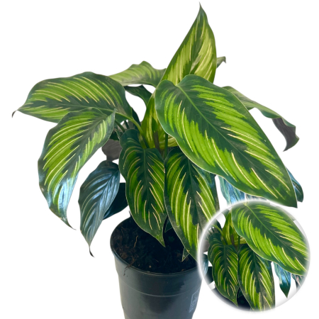 Calathea - Calathea - Beauty Star 35cm