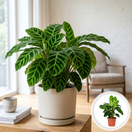 Plante Interior - Calathea zebrina planta zebra interior frunze catifelate ghiveci Pepiniera Sibiu