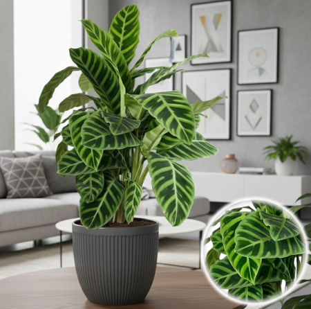 Calathea - Calathea - Zebrina - 75cm+